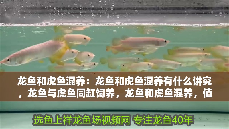 龍魚和虎魚混養：龍魚和虎魚混養有什么講究，龍魚與虎魚同缸飼養，龍魚和虎魚混養，值得注意的話題 龍魚和虎魚混養：龍魚和虎魚混養有什么講究，龍魚與虎魚同缸飼養，龍魚和虎魚混養，值得注意的話題 水族問答