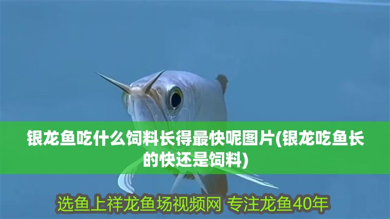 銀龍魚吃什么飼料長得最快呢圖片(銀龍吃魚長的快還是飼料)