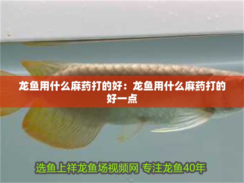 龍魚用什么麻藥打的好：龍魚用什么麻藥打的好一點