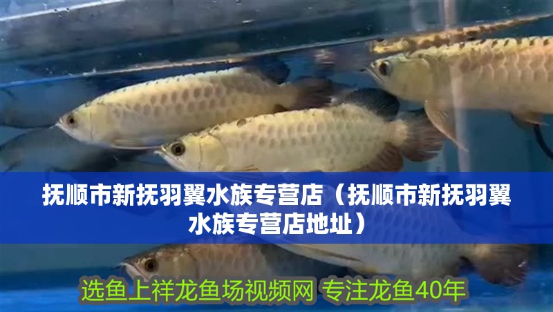 撫順市新撫羽翼水族專營店（撫順市新撫羽翼水族專營店地址）
