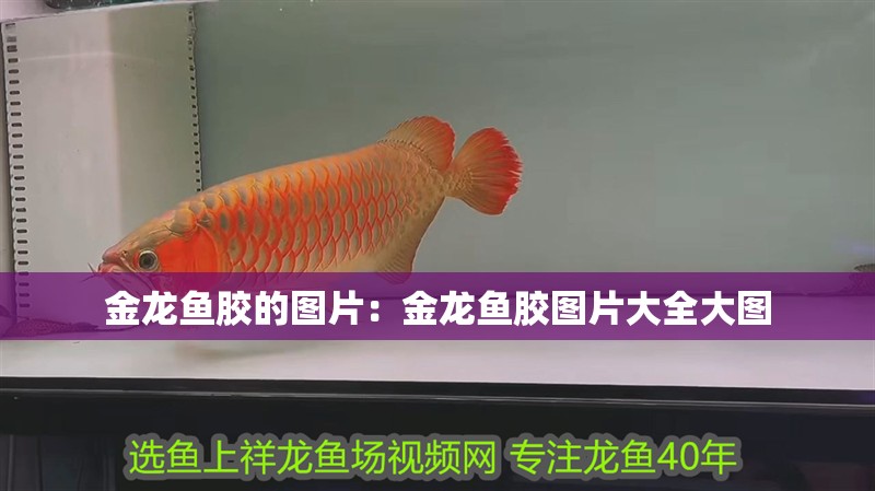 金龍魚膠的圖片：金龍魚膠圖片大全大圖
