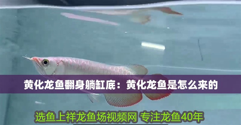 黃化龍魚翻身躺缸底：黃化龍魚是怎么來的