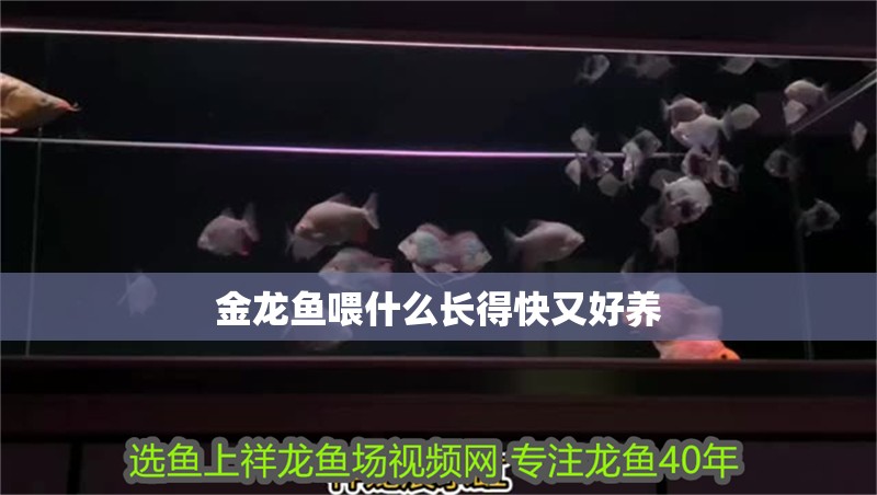 金龍魚喂什么長得快又好養