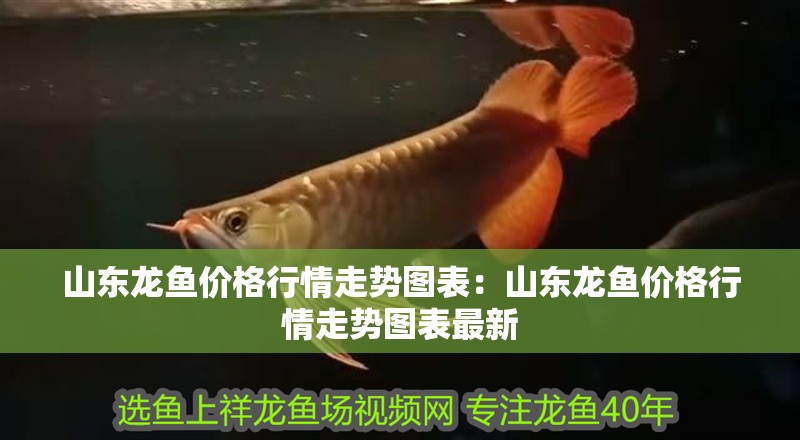 山東龍魚價(jià)格行情走勢圖表：山東龍魚價(jià)格行情走勢圖表最新