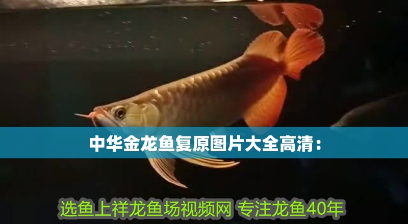 中華金龍魚復原圖片大全高清：