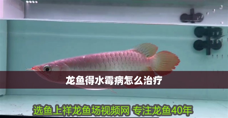 龍魚得水霉病怎么治療
