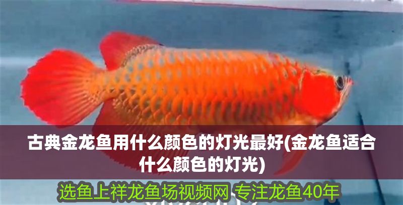 古典金龍魚用什么顏色的燈光最好(金龍魚適合什么顏色的燈光) 古典金龍魚用什么顏色的燈光最好(金龍魚適合什么顏色的燈光) 金龍魚百科 第1張