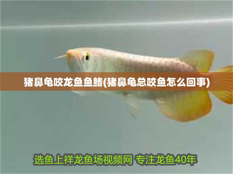 豬鼻龜咬龍魚魚鰭(豬鼻龜總咬魚怎么回事) 豬鼻龜百科 第1張 豬鼻龜咬龍魚魚鰭(豬鼻龜總咬魚怎么回事) 豬鼻龜咬龍魚魚鰭(豬鼻龜總咬魚怎么回事) 豬鼻龜百科 第1張