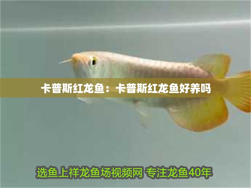卡普斯紅龍魚：卡普斯紅龍魚好養嗎 卡普斯紅龍魚：卡普斯紅龍魚好養嗎 水族問答