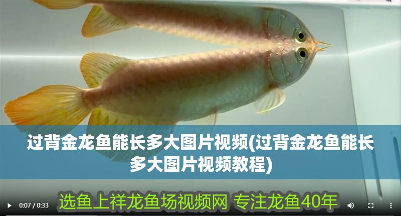 過背金龍魚能長多大圖片視頻(過背金龍魚能長多大圖片視頻教程)