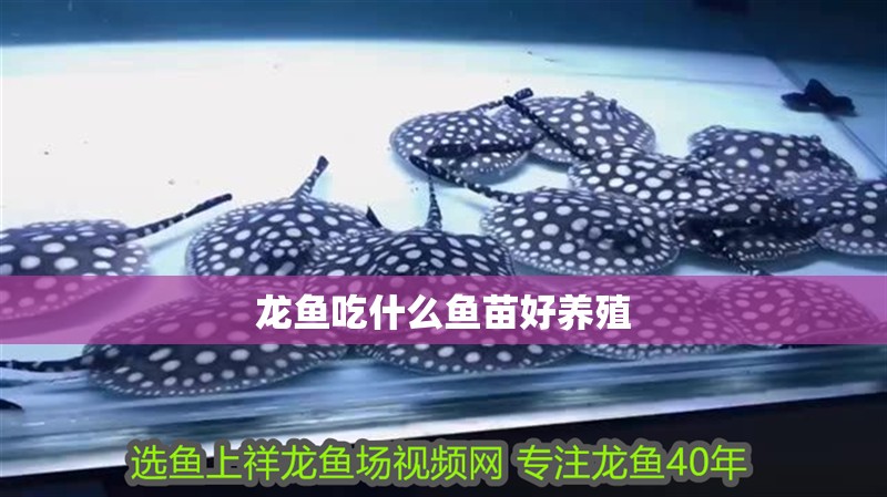 龍魚吃什么魚苗好養殖
