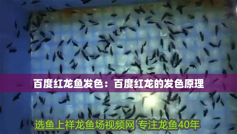 百度紅龍魚發色：百度紅龍的發色原理