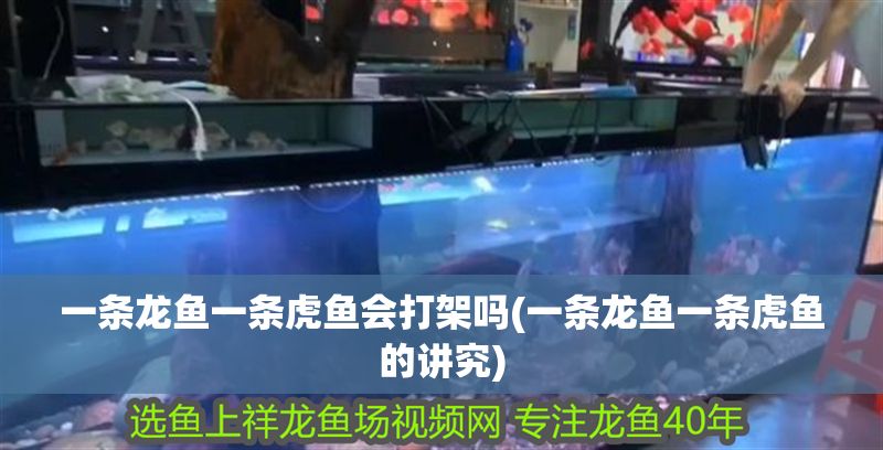 一條龍魚一條虎魚會(huì)打架嗎(一條龍魚一條虎魚的講究)
