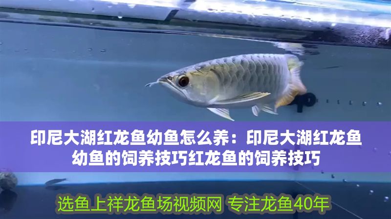 印尼大湖紅龍魚幼魚怎么養:印尼大湖紅龍魚幼魚的飼養技巧紅龍魚的飼養技巧 大湖紅龍魚百科 第1張 印尼大湖紅龍魚幼魚怎么養:印尼大湖紅龍魚幼魚的飼養技巧紅龍魚的飼養技巧 印尼大湖紅龍魚幼魚怎么養:印尼大湖紅龍魚幼魚的飼養技巧紅龍魚的飼養技巧 大湖紅龍魚百科 第1張