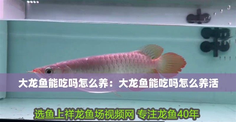 大龍魚能吃嗎怎么養(yǎng)：大龍魚能吃嗎怎么養(yǎng)活