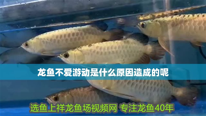 龍魚不愛游動是什么原因造成的呢