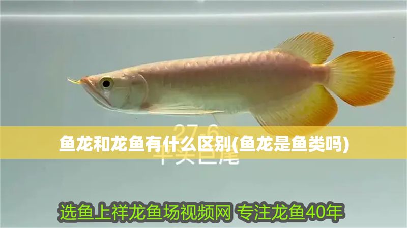 魚龍和龍魚有什么區別(魚龍是魚類嗎)
