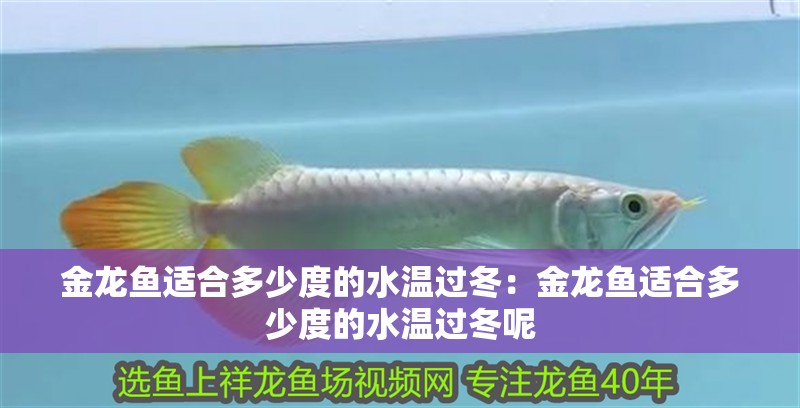 金龍魚適合多少度的水溫過冬：金龍魚適合多少度的水溫過冬呢