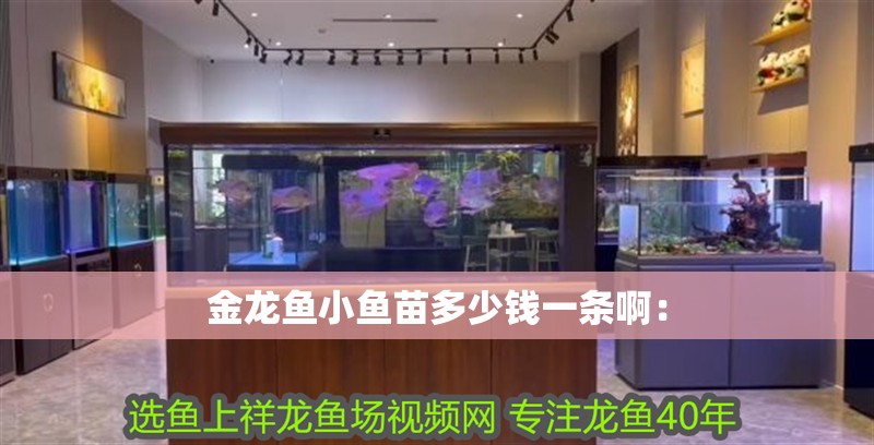金龍魚小魚苗多少錢一條啊：