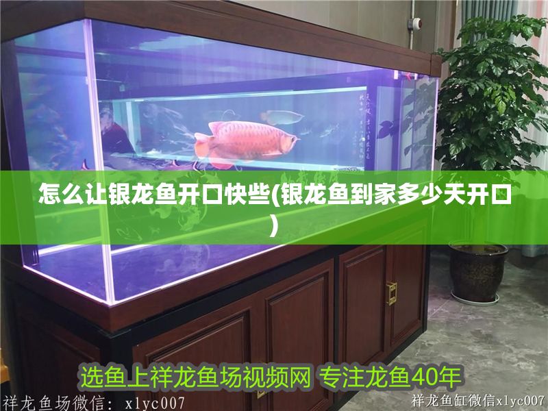 怎么讓銀龍魚開口快些(銀龍魚到家多少天開口)
