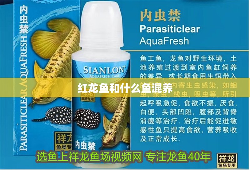 紅龍魚和什么魚混養