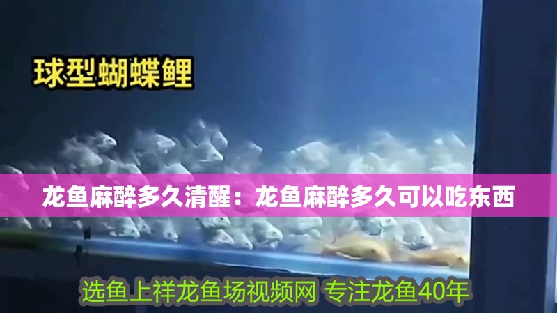 龍魚麻醉多久清醒：龍魚麻醉多久可以吃東西
