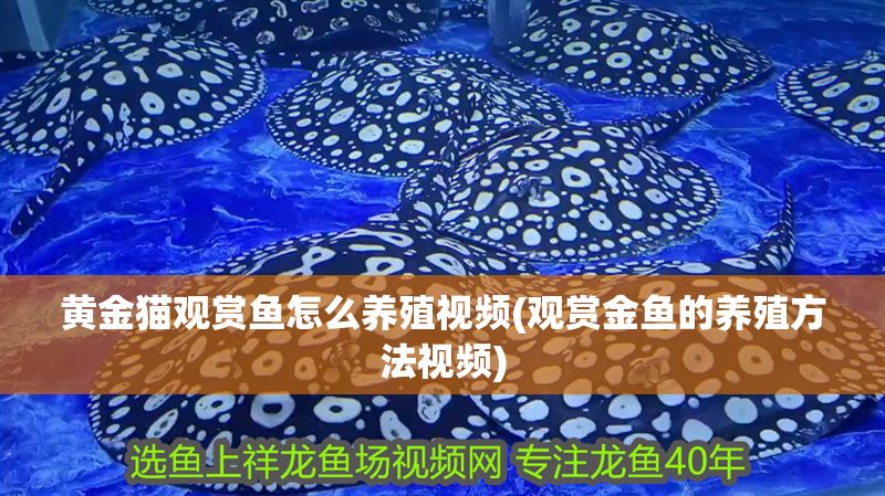 黃金貓觀賞魚怎么養殖視頻(觀賞金魚的養殖方法視頻)