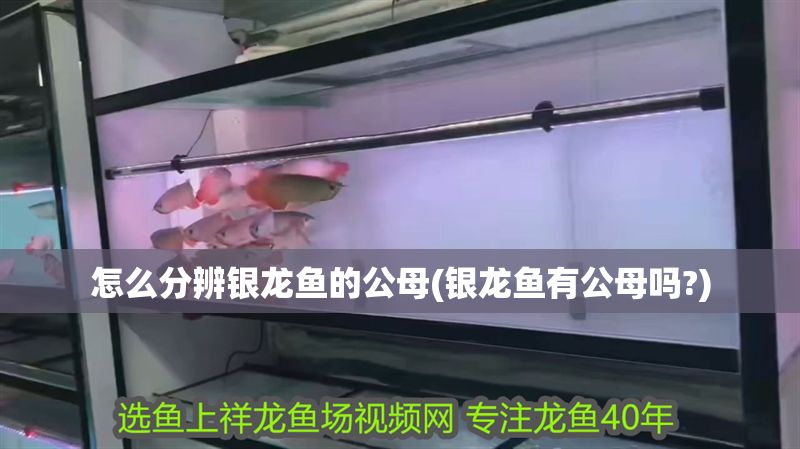 怎么分辨銀龍魚的公母(銀龍魚有公母嗎?) 怎么分辨銀龍魚的公母(銀龍魚有公母嗎?) 銀龍魚百科 第1張