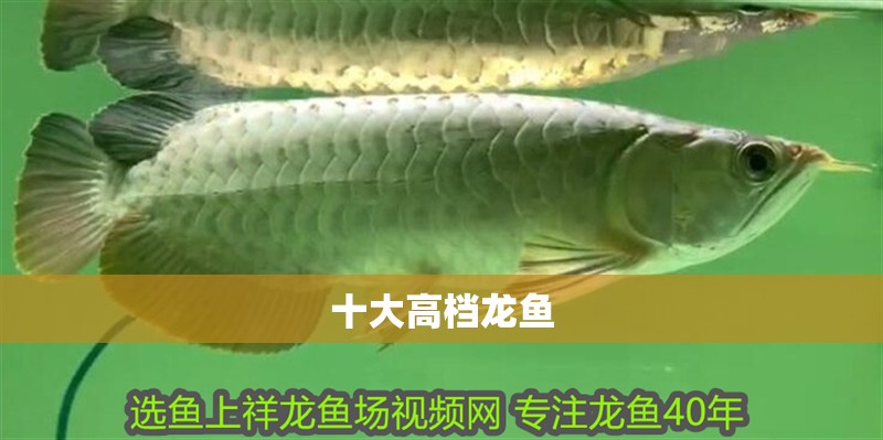 十大高檔龍魚(yú) 十大高檔龍魚(yú) 龍魚(yú)百科 第6張