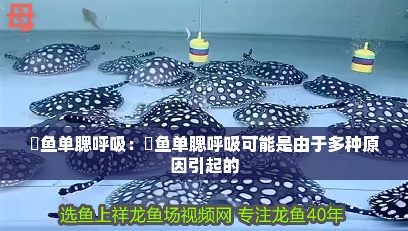 魟魚單腮呼吸:魟魚單腮呼吸可能是由于多種原因引起的 魟魚百科 第2張 魟魚單腮呼吸:魟魚單腮呼吸可能是由于多種原因引起的 魟魚單腮呼吸:魟魚單腮呼吸可能是由于多種原因引起的 魟魚百科 第2張