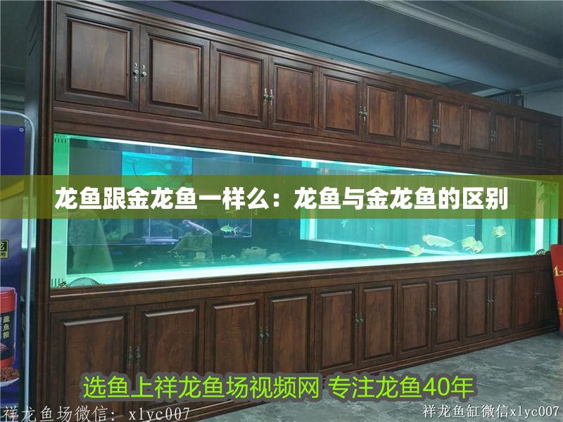 龍魚跟金龍魚一樣么：龍魚與金龍魚的區(qū)別