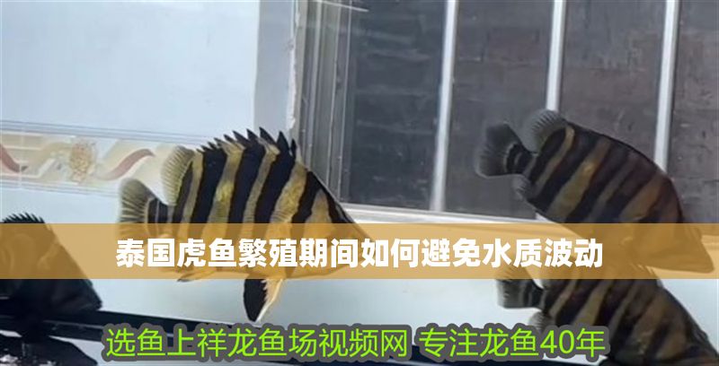 泰國虎魚繁殖期間如何避免水質波動