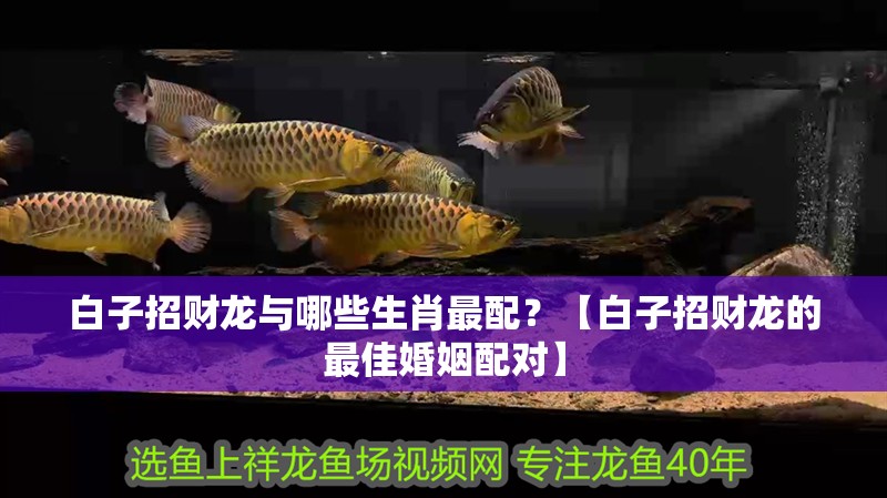 白子招財龍與哪些生肖最配？【白子招財龍的最佳婚姻配對】