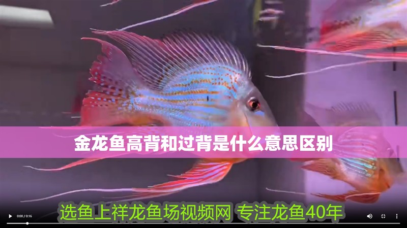 金龍魚(yú)高背和過(guò)背是什么意思區(qū)別