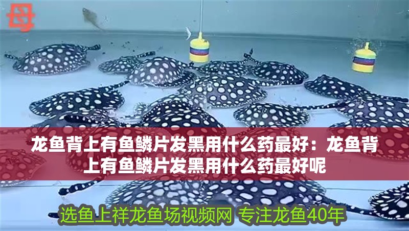 龍魚背上有魚鱗片發黑用什么藥最好：龍魚背上有魚鱗片發黑用什么藥最好呢