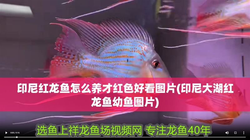 印尼紅龍魚怎么養才紅色好看圖片(印尼大湖紅龍魚幼魚圖片)