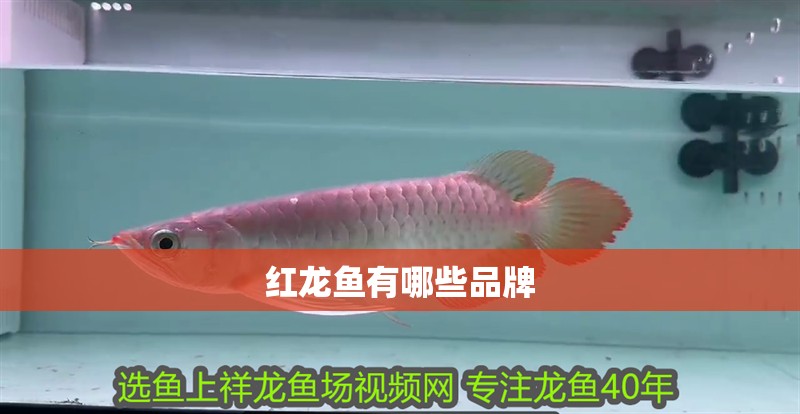 紅龍魚有哪些品牌 紅龍魚有哪些品牌 龍魚百科 第2張