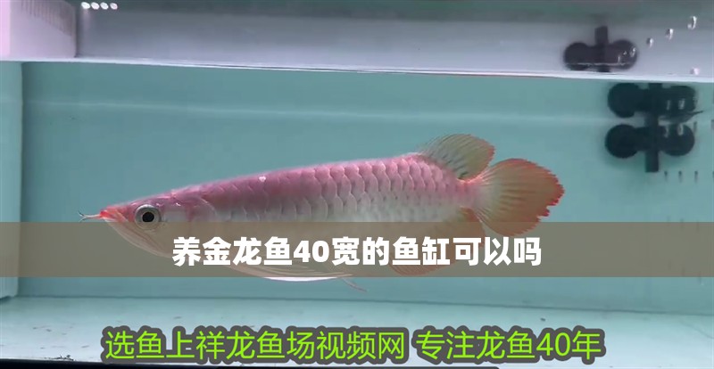 養(yǎng)金龍魚(yú)40寬的魚(yú)缸可以嗎