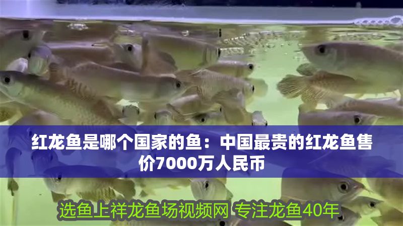 紅龍魚是哪個國家的魚：中國最貴的紅龍魚售價7000萬人民幣