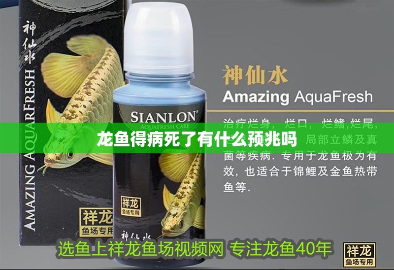 龍魚得病死了有什么預兆嗎