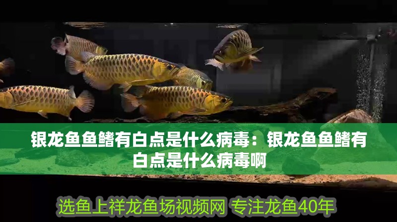 銀龍魚魚鰭有白點是什么病毒：銀龍魚魚鰭有白點是什么病毒啊