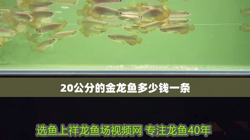 20公分的金龍魚多少錢一條 龍魚百科 第2張 20公分的金龍魚多少錢一條 20公分的金龍魚多少錢一條 龍魚百科 第2張