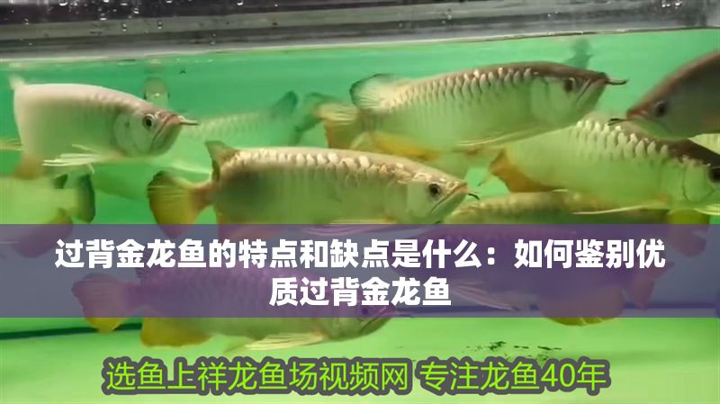 過背金龍魚的特點(diǎn)和缺點(diǎn)是什么：如何鑒別優(yōu)質(zhì)過背金龍魚