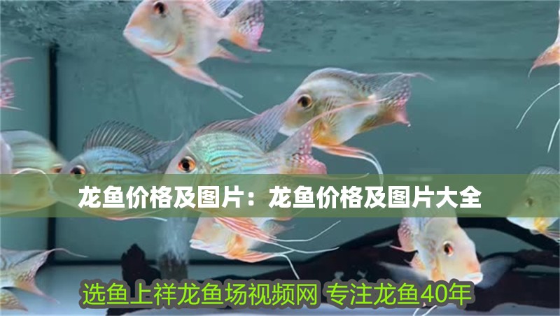 龍魚價格及圖片：龍魚價格及圖片大全