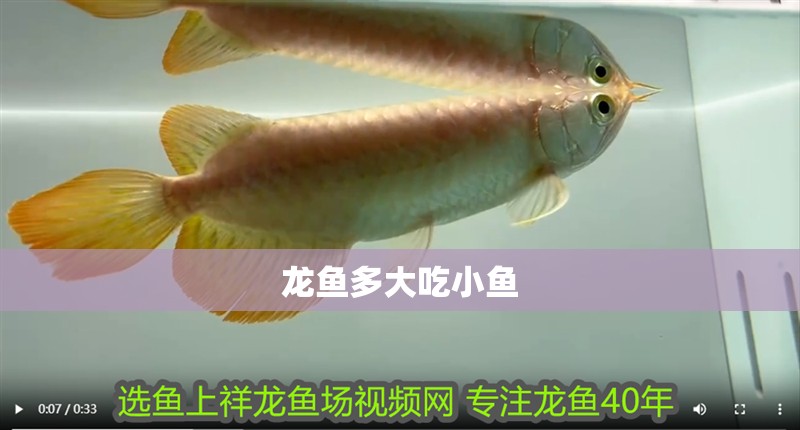 龍魚多大吃小魚