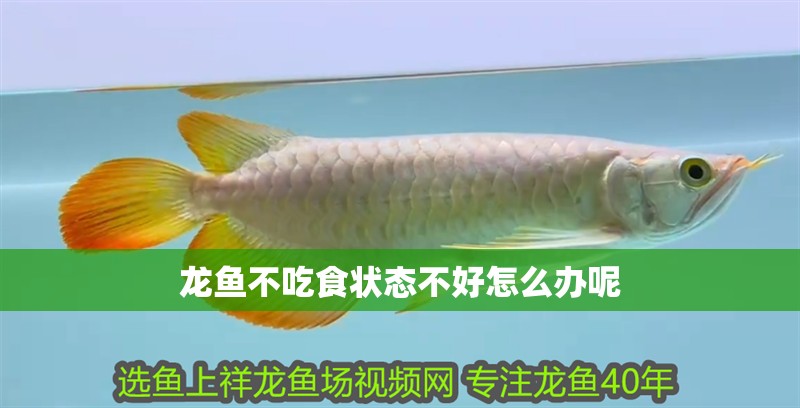 龍魚不吃食狀態不好怎么辦呢