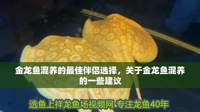 金龍魚混養的最佳伴侶選擇，關于金龍魚混養的一些建議