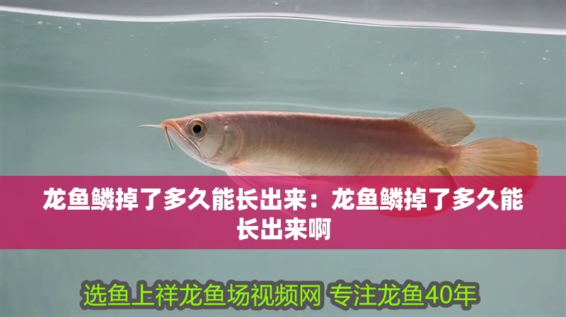 龍魚鱗掉了多久能長出來：龍魚鱗掉了多久能長出來啊