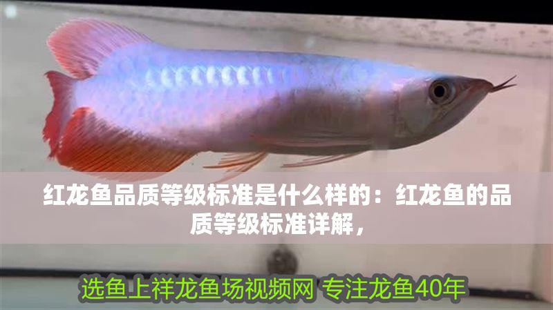 紅龍魚品質等級標準是什么樣的：紅龍魚的品質等級標準詳解，