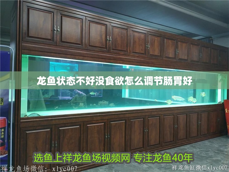龍魚狀態不好沒食欲怎么調節腸胃好